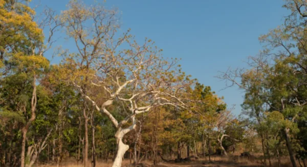 Discovering the Untamed Beauty: A Journey Through Pench National Park