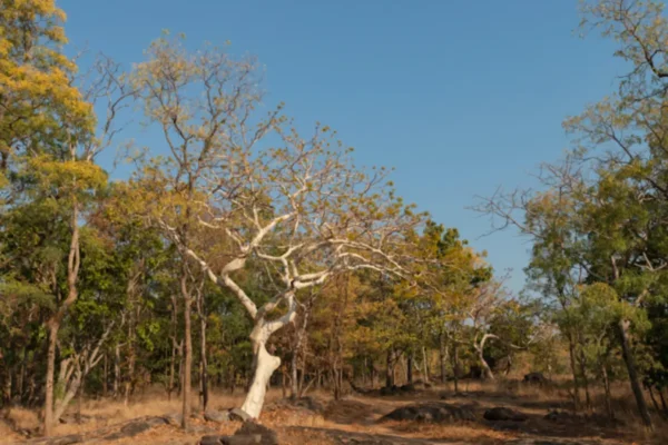 Discovering the Untamed Beauty: A Journey Through Pench National Park