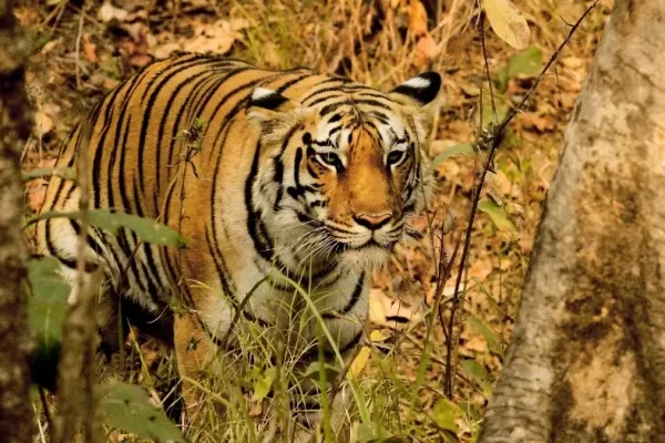 Discover the Untamed Beauty of Pench Jungle Camp: Where Nature Thrives and History Beckons