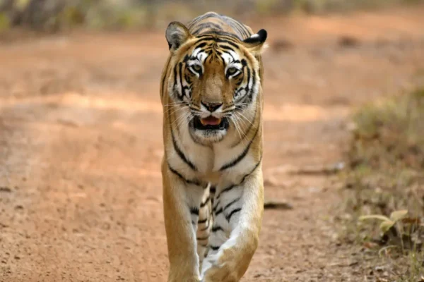 Lesser Known Facts About Tadoba