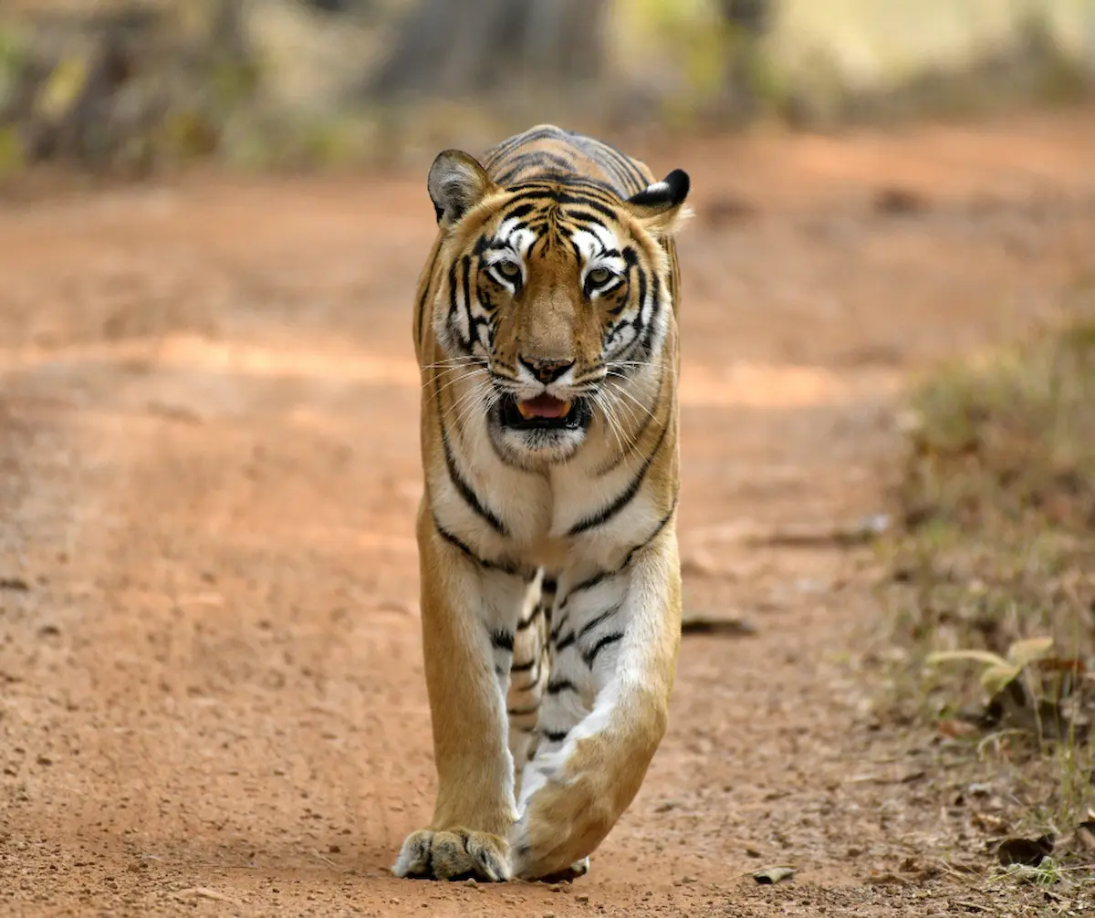 Tadoba Jungle Camp