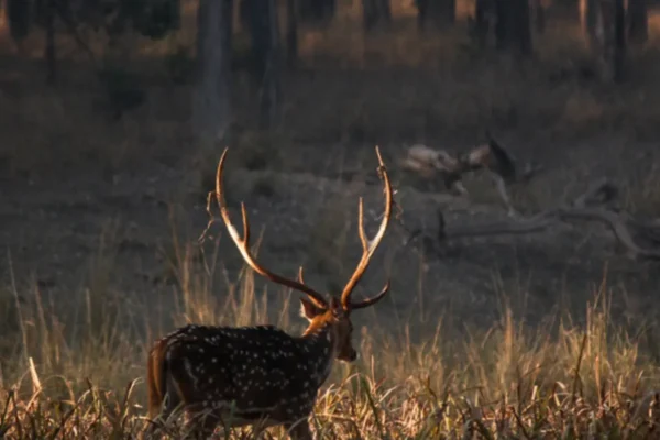 Discover the Enchanting Surroundings: Best Places to Visit Near Pench National Park