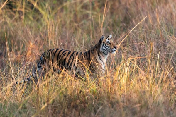 Pench Jungle Camp Resort: Your Gateway to Adventure and Tranquility in the Wild