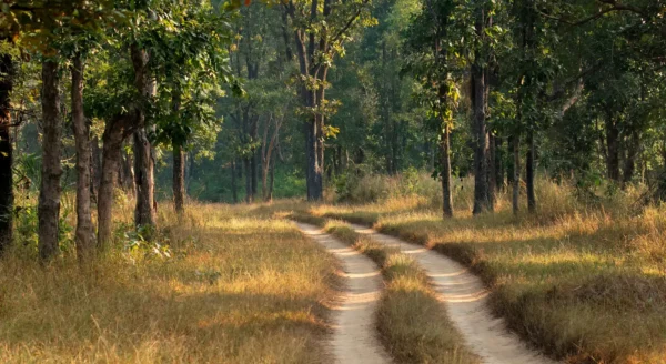 Best Safari Zones in Kanha