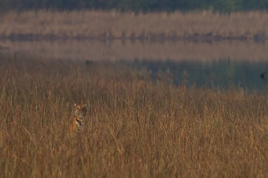 Tadoba Jungle Camp