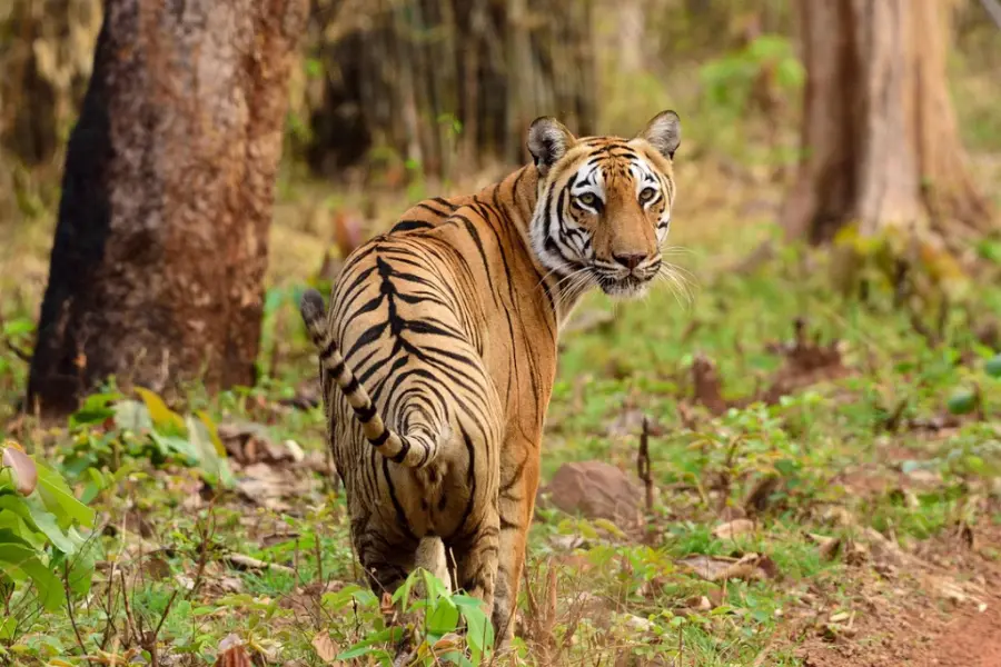 Tadoba Jungle Camp Resort