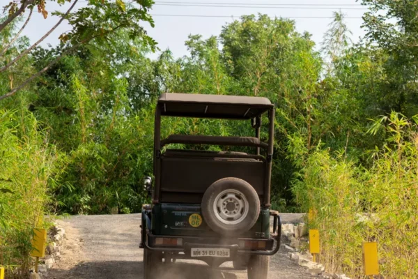 The Tadoba Jungle Camp Adventure: Unveil the Majesty of India’s Iconic Wildlife