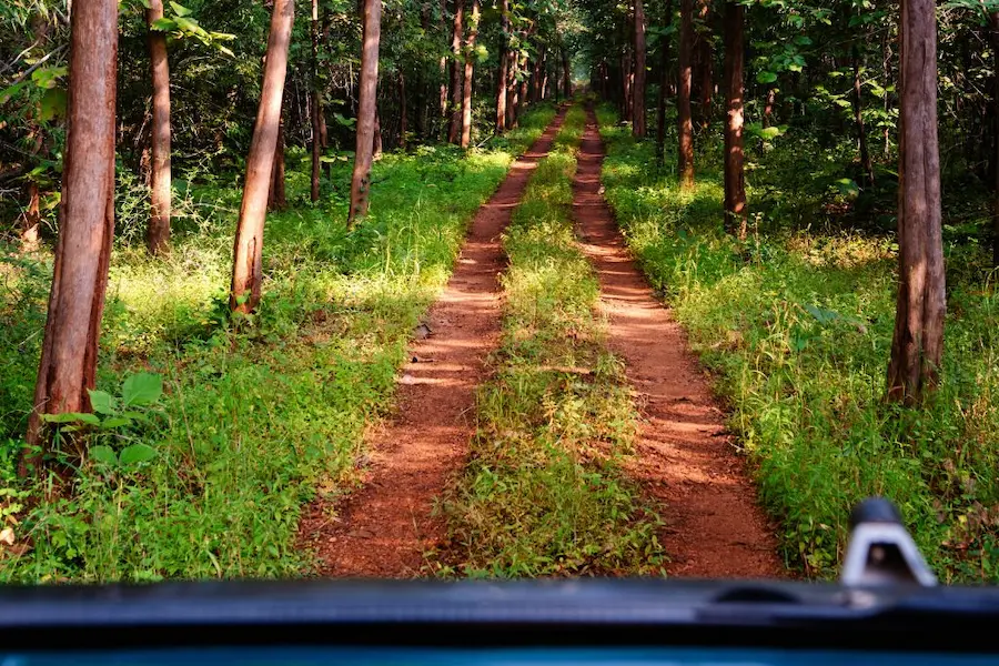 Tadoba Jungle Camp Resort