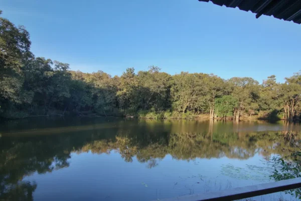 Digital Detox in the Wild: Reconnect with Nature at Rukhad Jungle Camp