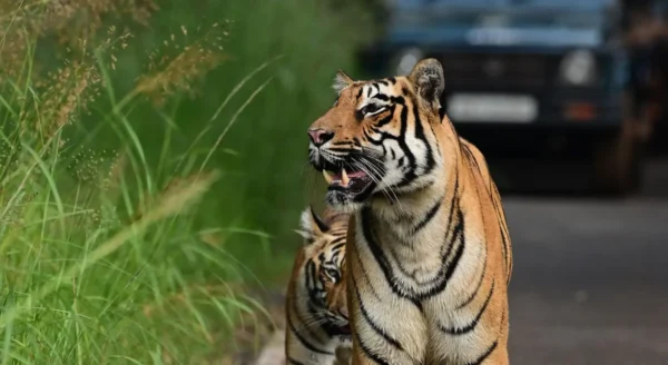 Exploring Indian Forests with Jungle Camps India: A Journey into the Wild Heart of the Subcontinent