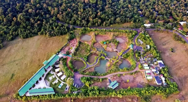 Into the Wild: What a Day at Tadoba Jungle Camp Looks Like