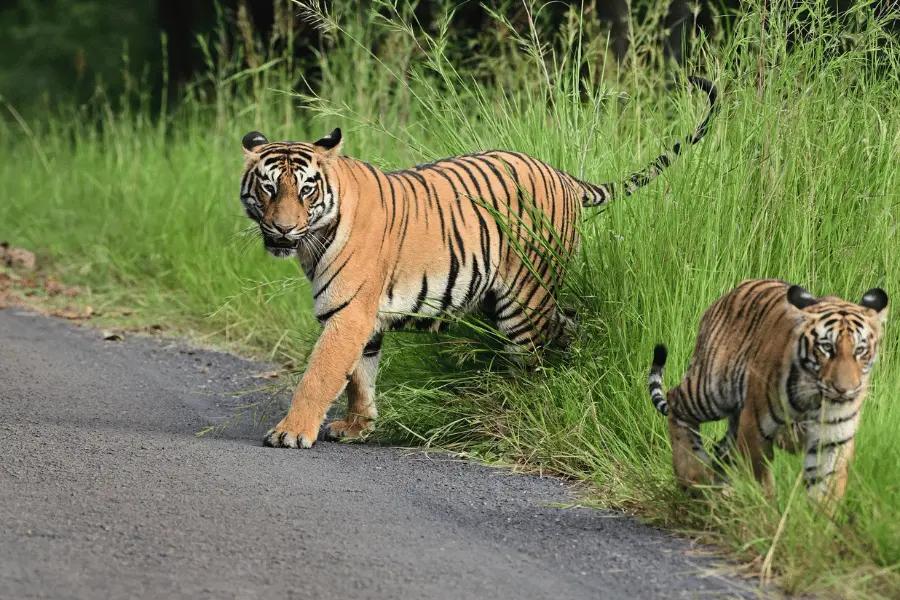 Tadoba Jungle Camp