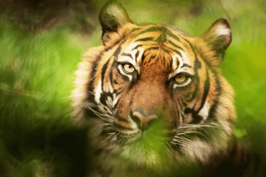 Kanha Jungle Camp Resort