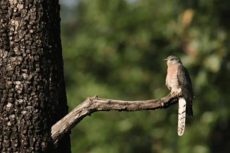 Kanha Jungle Camp Resort