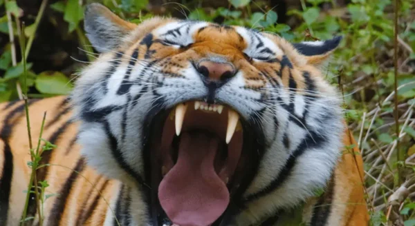 Communication in Tigers