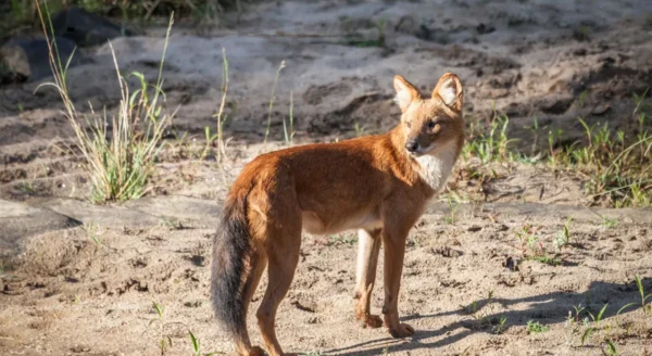 Whistling Hunters of the Jungle: The Remarkable Behaviour of Indian Wild Dogs
