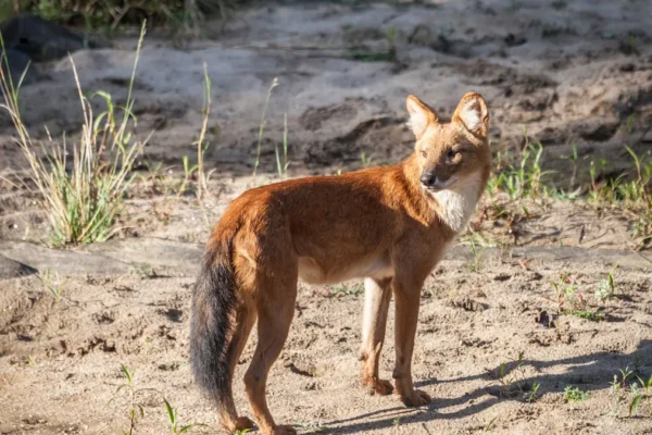 Whistling Hunters of the Jungle: The Remarkable Behaviour of Indian Wild Dogs