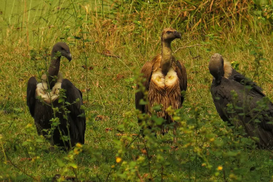 White-rumped vulture and Indian vulture standing freely on a bush at a jungle camp in India, surrounded by natural greenery, with both birds appearing calm and alert as they observe their surroundings.