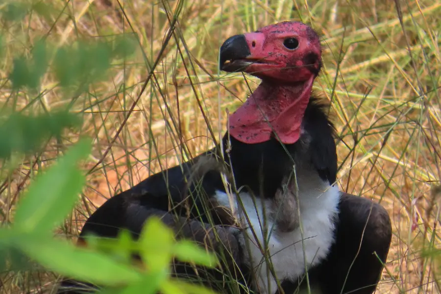 A red-headed vulture standing near a bush at a jungle camp in India, looking directly at the camera and capturing the photographer’s attention.