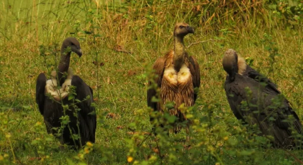 Nature’s Clean-Up Crew: The Vultures of India