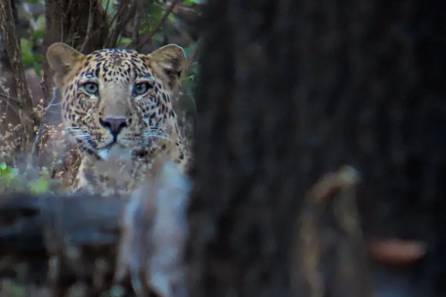 Hidden leopard blending with forest camouflage, watching quietly