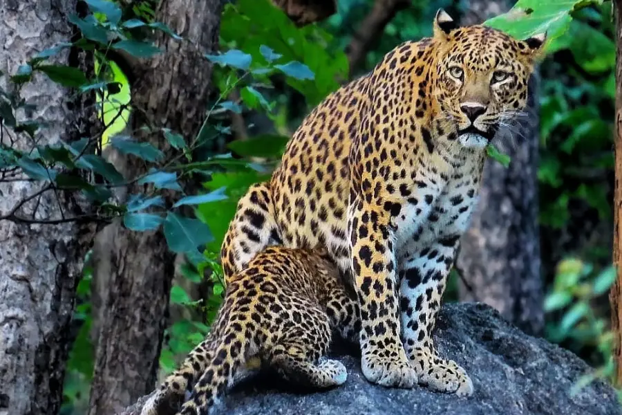 Leopard and cub resting together on rock during safari