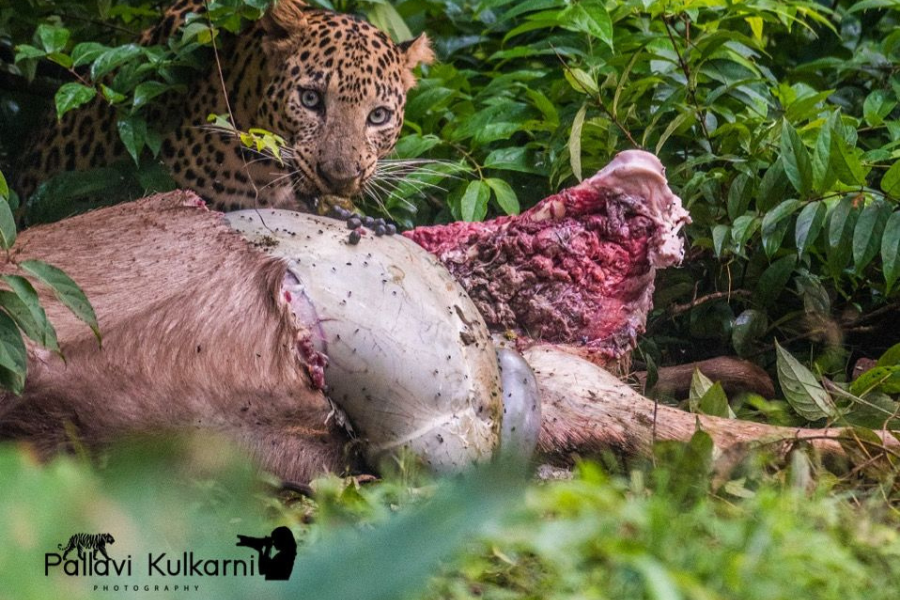 Leopard using natural camouflage to hide while waiting for prey
