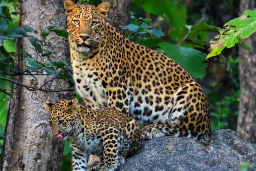 Leopard and cub sitting calmly on rock during safari encounter
