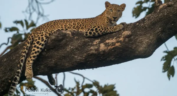 Masters of Camouflage: The Leopard’s Survival Art