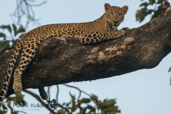 Masters of Camouflage: The Leopard’s Survival Art