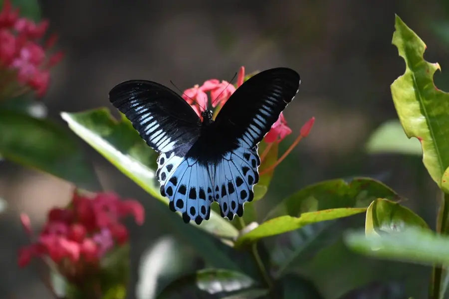 Big Blue Mormon butterfly, Maharashtra’s state butterfly, resting on pink forest flowers