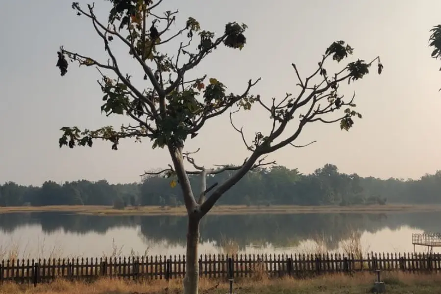 Scenic lakeside view at Mogarkasa with dry grass, a silhouetted tree, and water reflecting the forest.