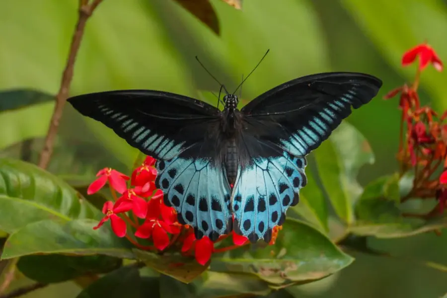 Big Blue Mormon butterfly with blue and black wings resting on red flowers in a forest setting