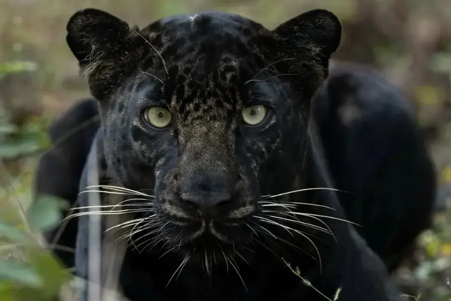 Close-up photograph of the melanistic leopard Blackey in Mogarkasa, Pench, image courtesy of @sachinaphotography (Instagram).