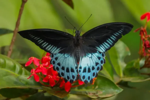 The Big Blue Mormon: Pride of Maharashtra