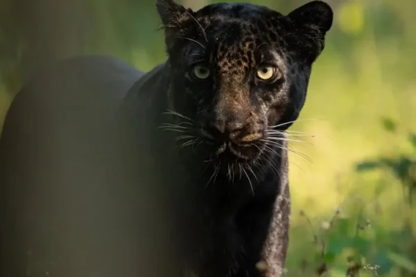 Why Are Wildlife Photographers Rushing to Mogarkasa Zone in Pench Right Now?