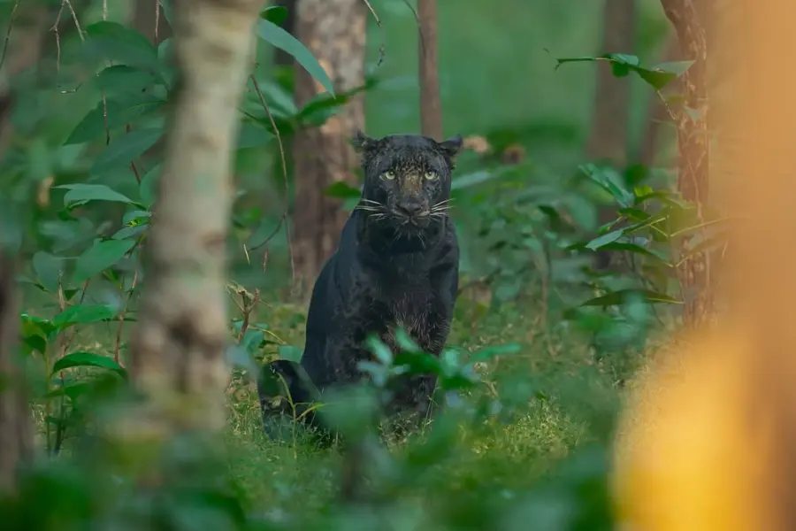 Melanistic leopard sitting alert in the dense Mogarkasa forest, partially concealed by foliage,  image courtesy of @indian.wild.safaris (Instagram).